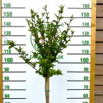 Ibištek sýrsky (Hibiscus Syriacus) ´MAGENTA CHIFFON´® - výška 130-150 cm, kont. C5L (-29°C) - NA KMIENKU